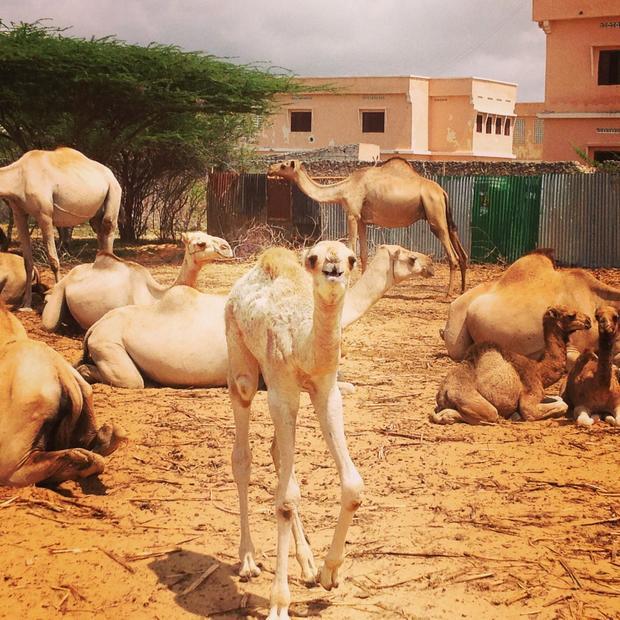 A calf (foreground) at a Somali Camel farm.