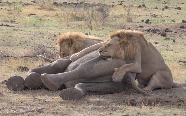 2013-12-17-madikwe-lions-attack-elephant