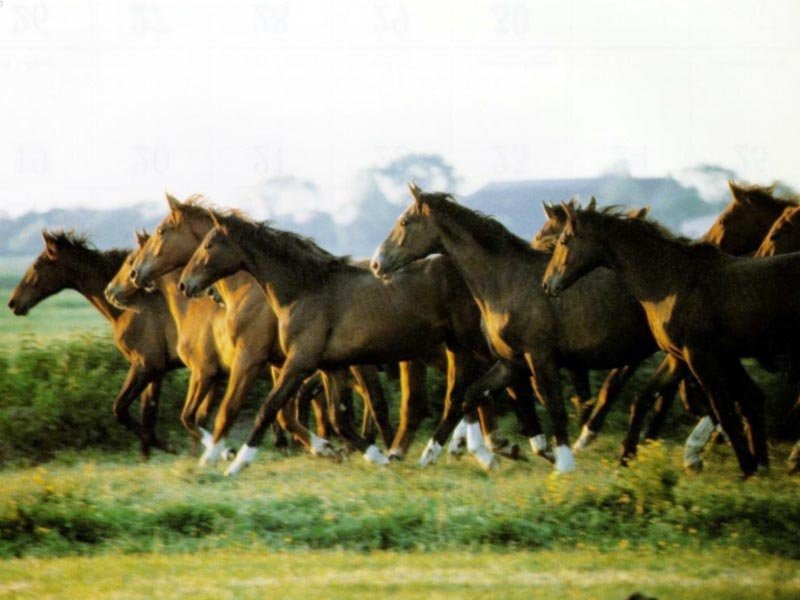 brown-horses.jpg
