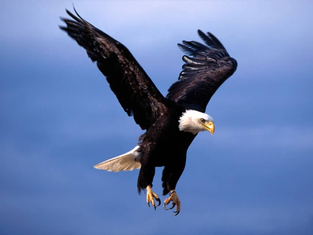 Bald_Eagle-Fearsome_Flight-1024x768.jpg