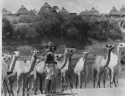 nomad-with-camels.jpg