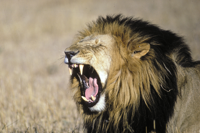 B071-Male-lion-yawn.jpg