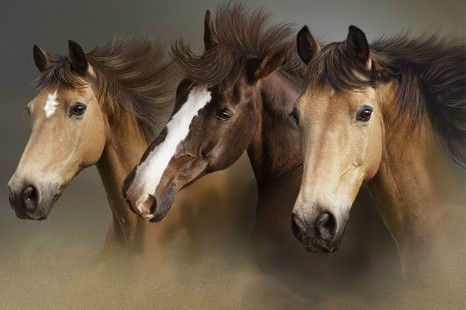 23704_horses.jpg