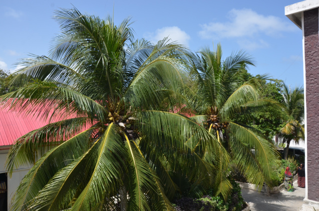 Palm trees in the courtyard