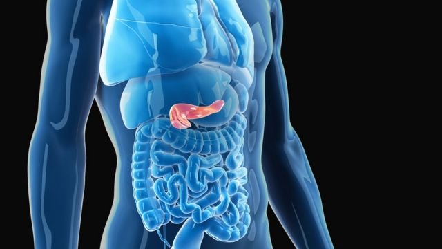 Medical illustration of the pancreas