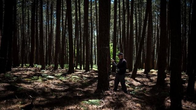 Un extractor de resina en los bosques de Castilla y León en España.