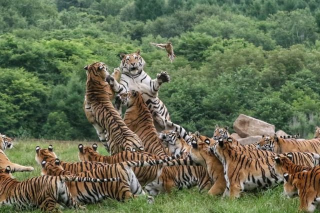 A large group of Siberian tigers feeding