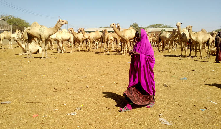 750x438q70Camel-Market.jpg
