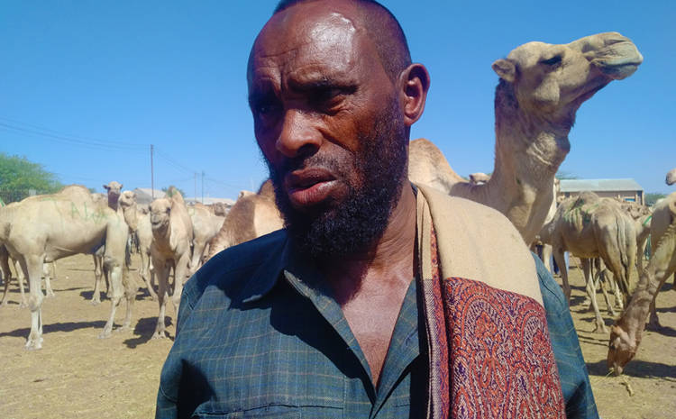 750x465q70Camel-Trader.jpg