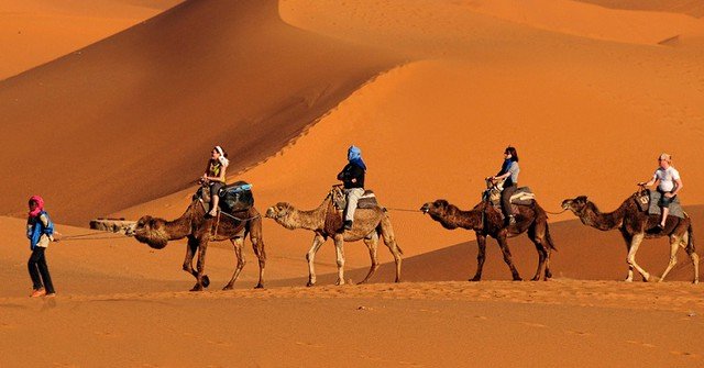 4988 Pilgrims will soon travel from Makkah to Madinah on camel backs