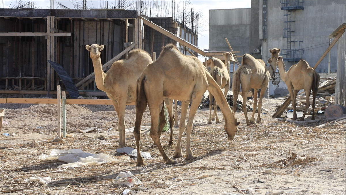 Screenshot 2020-04-28 at 12.12.21 PM